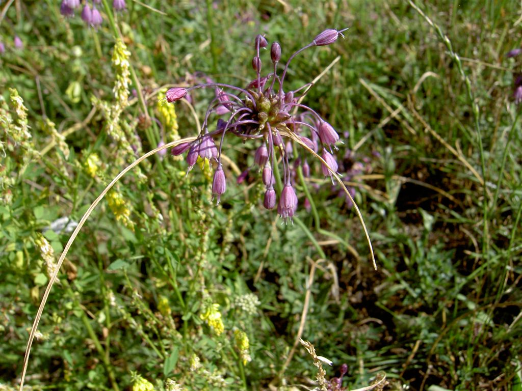 botanischespaziergaenge.at • Thema anzeigen Allium carinatum subsp