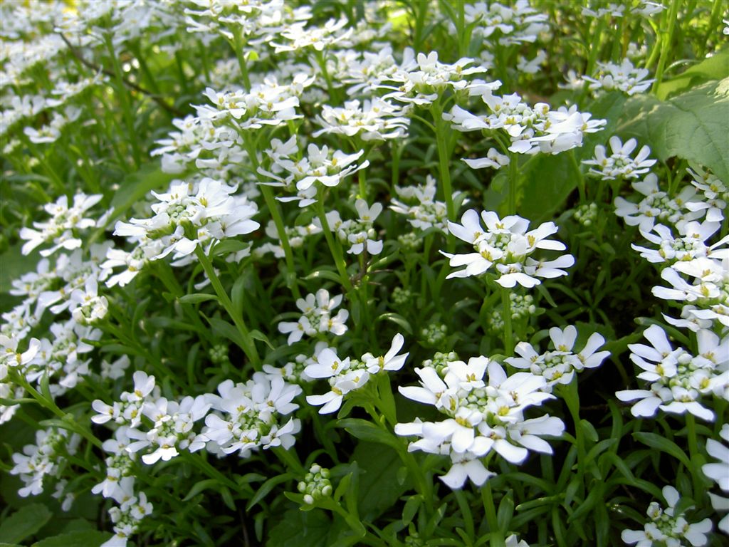 54+ Schleifenblume Immergrün, Immergrüne schleifenblume (iberis