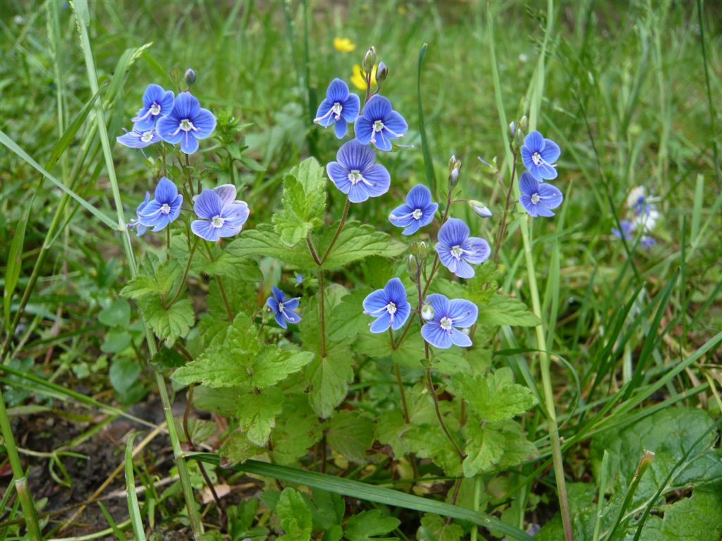 Bildergebnis für veronica chamaedrys