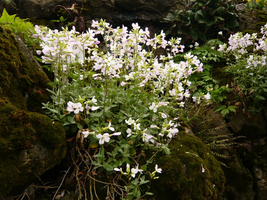 botanischespaziergaenge.at • Thema anzeigen Arabis alpina subsp