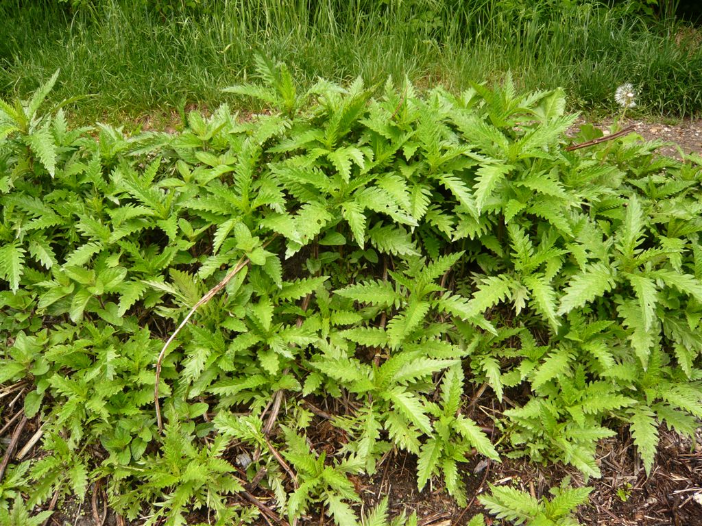 botanische-spaziergaenge.at • Thema anzeigen - Lycopus europaeus ssp