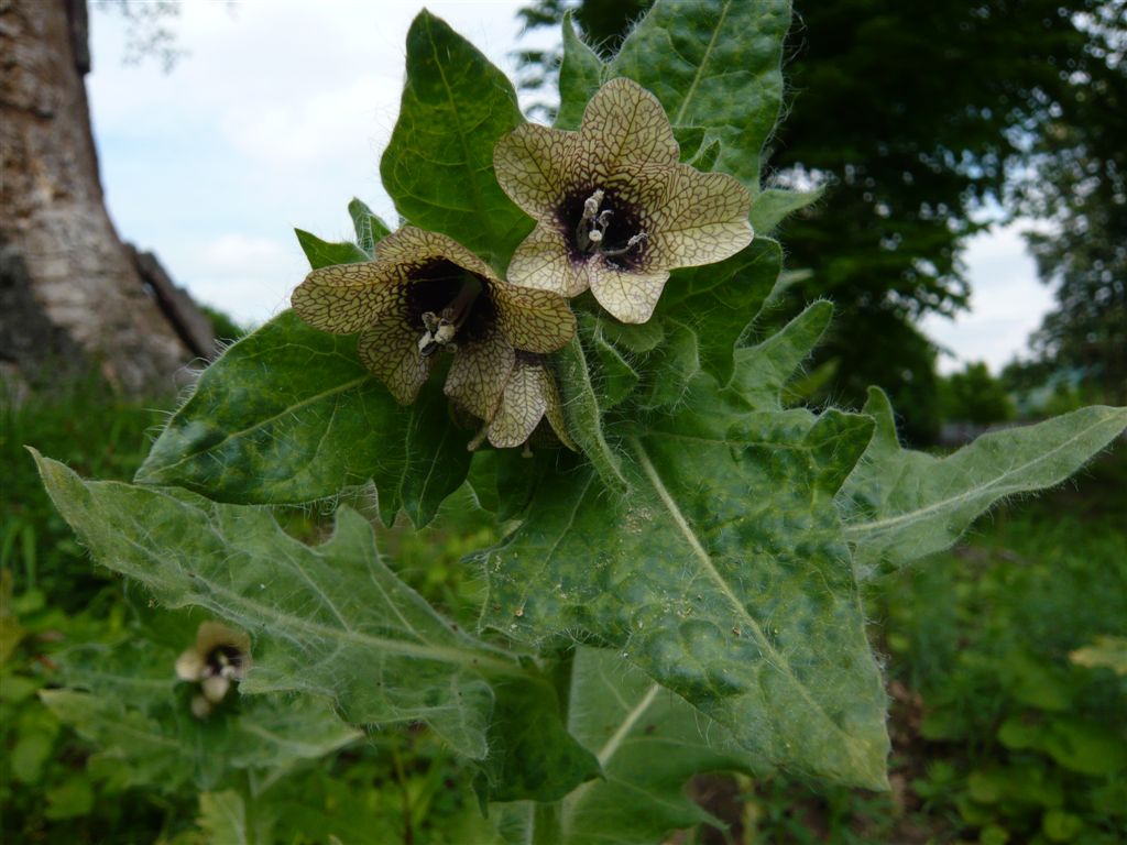 Ähnliches Foto