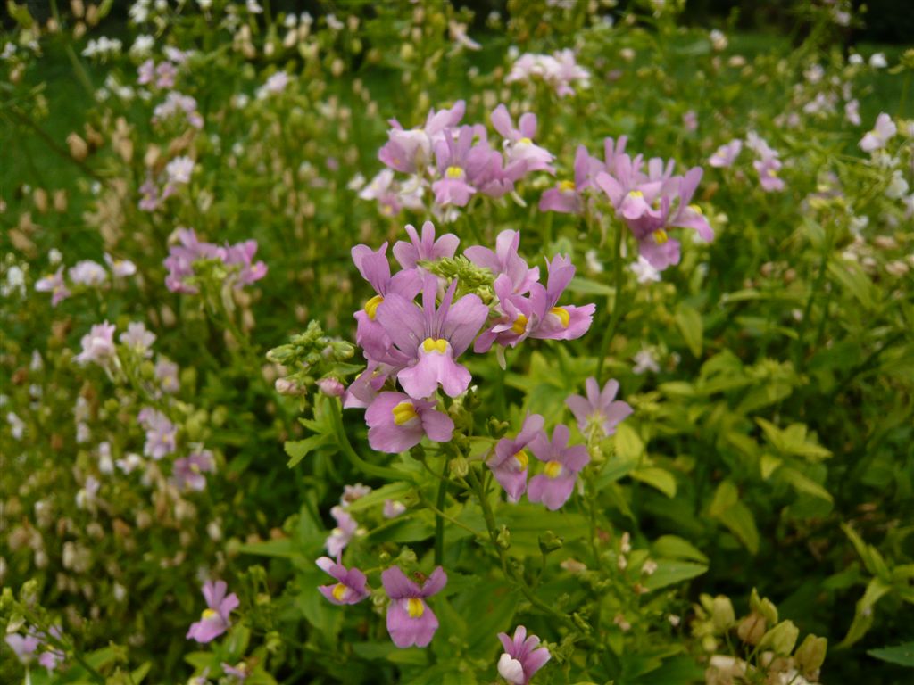 botanischespaziergaenge.at • Thema anzeigen Nemesia floribunda