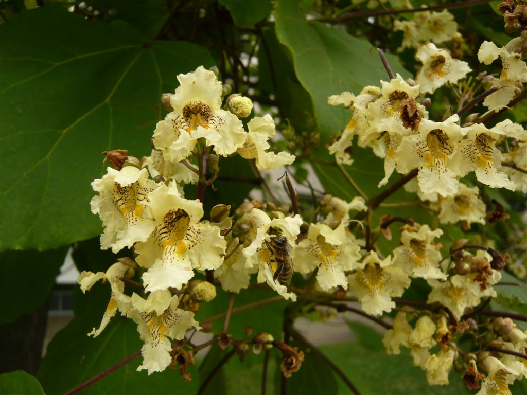 Znalezione obrazy dla zapytania Catalpa ovata flowers