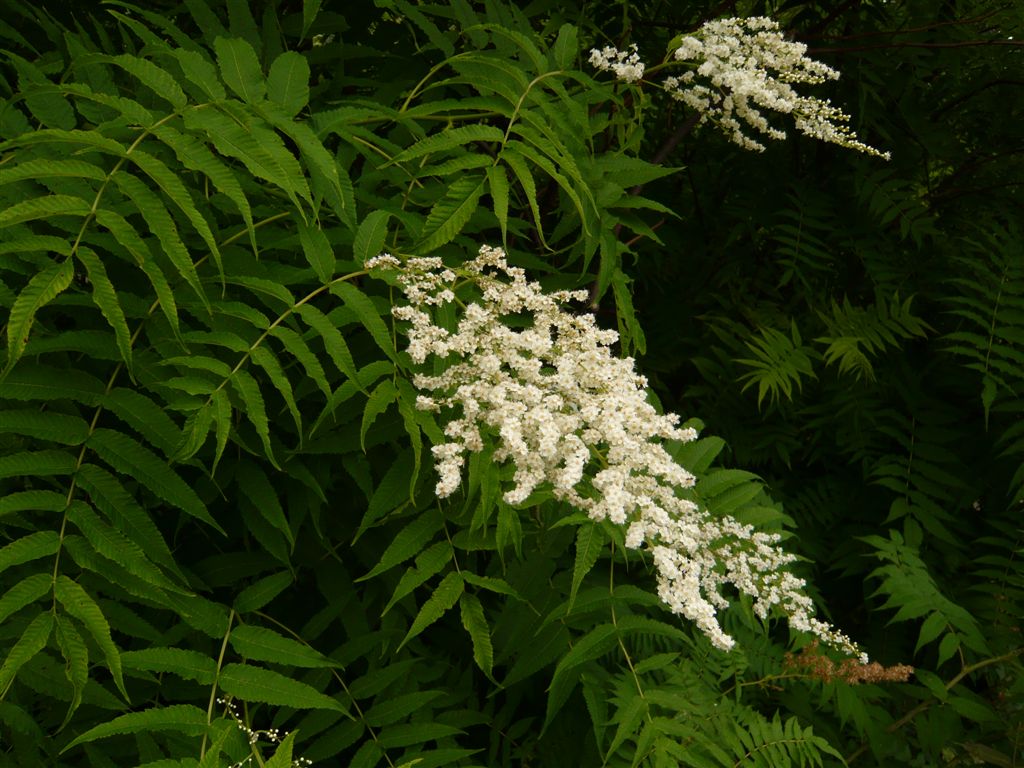 botanischespaziergaenge.at • Thema anzeigen 17.06.2011 U6