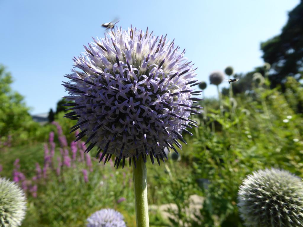 Botanische Spaziergaenge At Thema Anzeigen 16 07 2015
